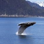 Upper Kenai Peninsula Visitor Guide