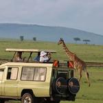 Safari