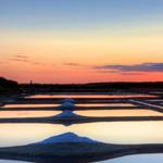 Salt Marshes