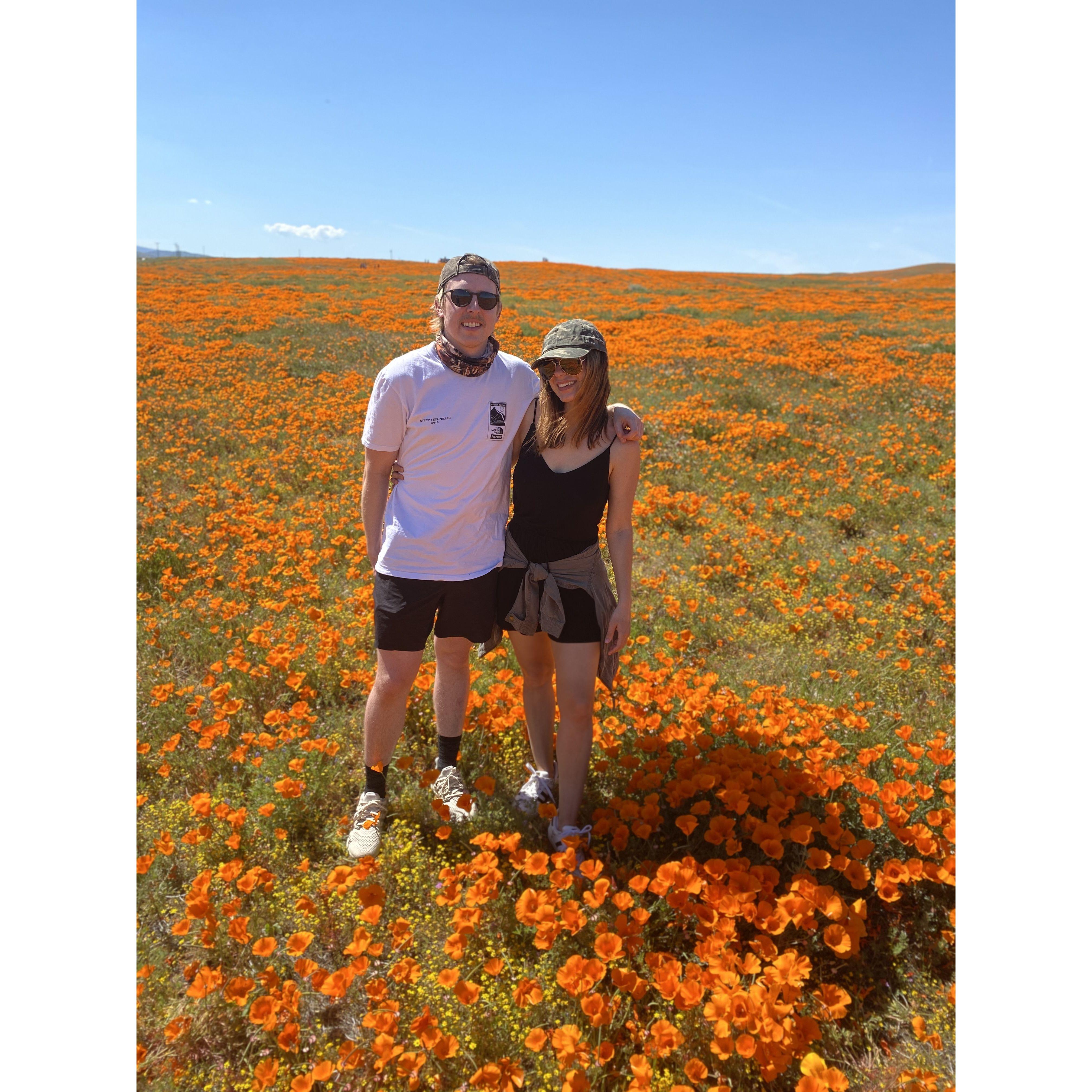 Poppy Fields!