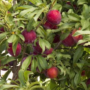 Santa Rosa Plum (1)