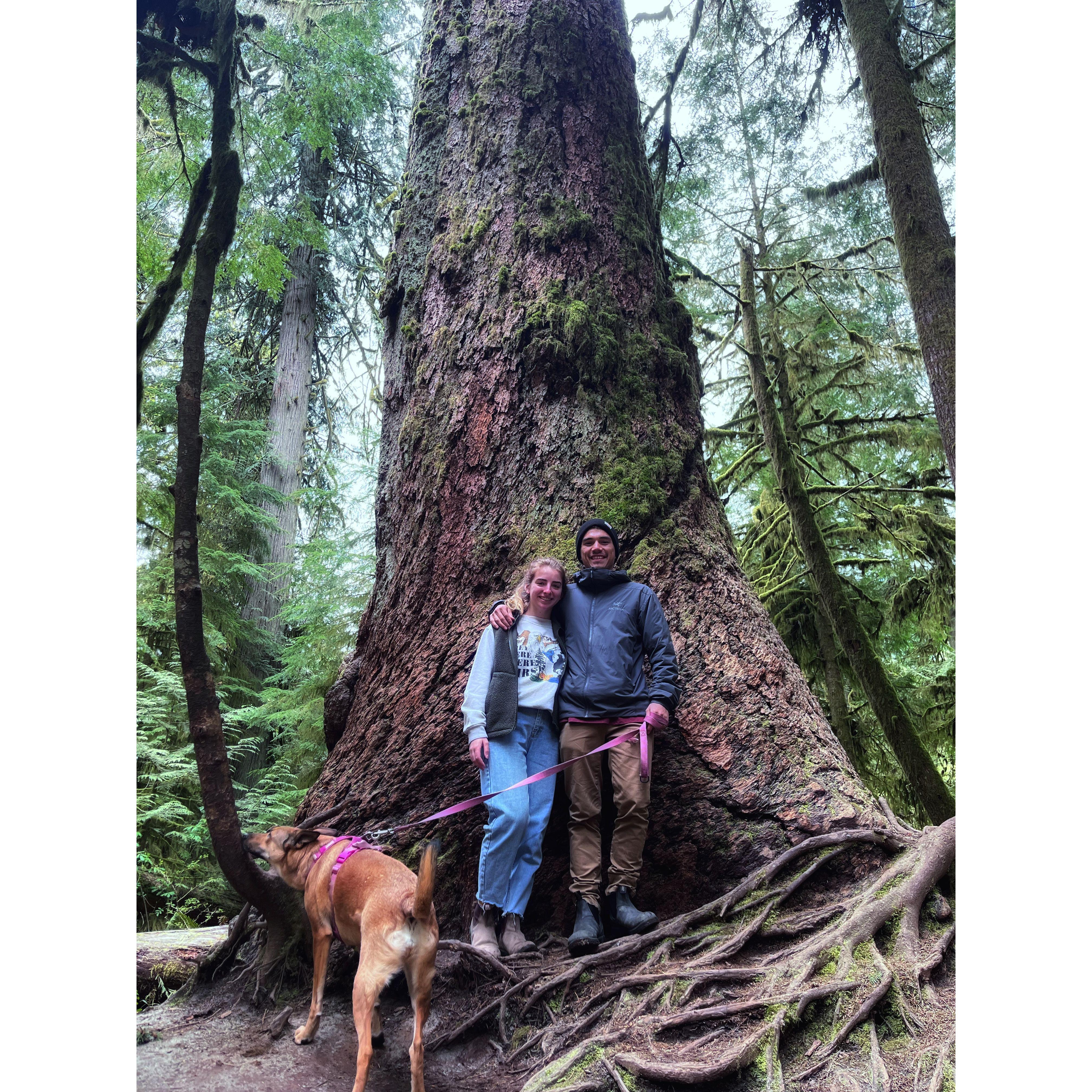 Road trip pit stop to see ancient cedars - 2022