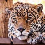 Phoenix Zoo