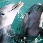 SunVenture Crab Island Cruises