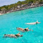 Swim with the Pigs!