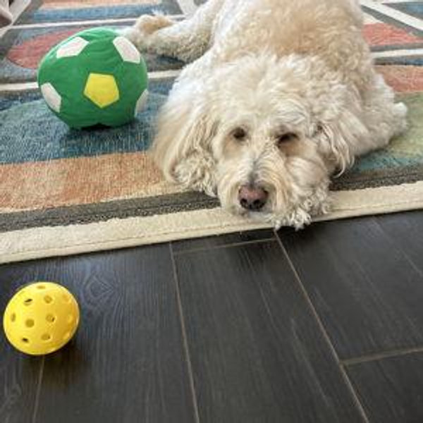 Donate to Dog Rescue