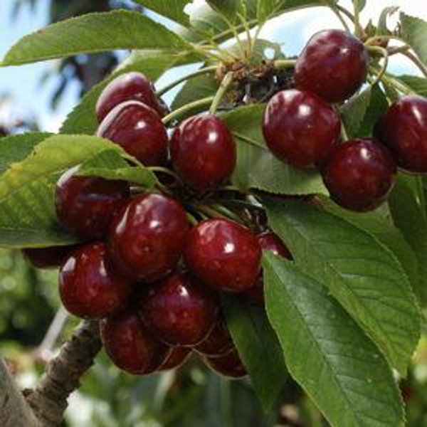 2 Cherry Trees