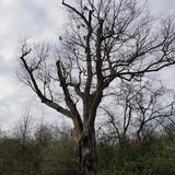 Devil's Tree
