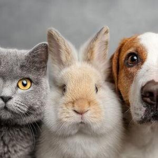 Future Pet Fund