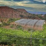 Caduceus Cellars & Merkin Vineyards