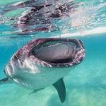 Oslob Whale Shark Watching