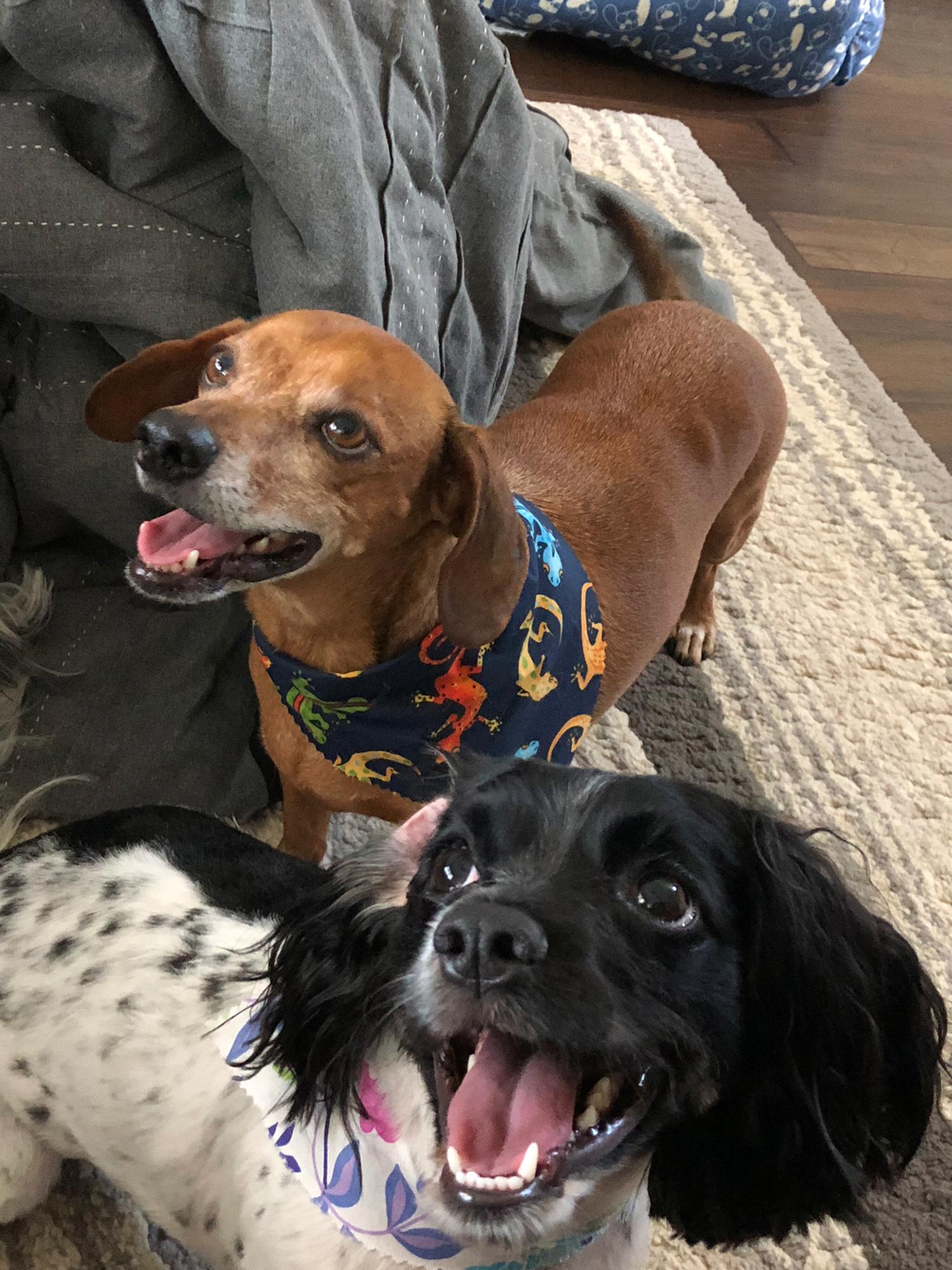 Chase and Jubilee won't be joining us for the day, but they're excited to be a family too!