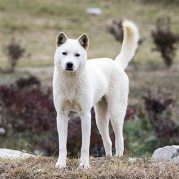 Donation to ADogs Korean Pet Adoption