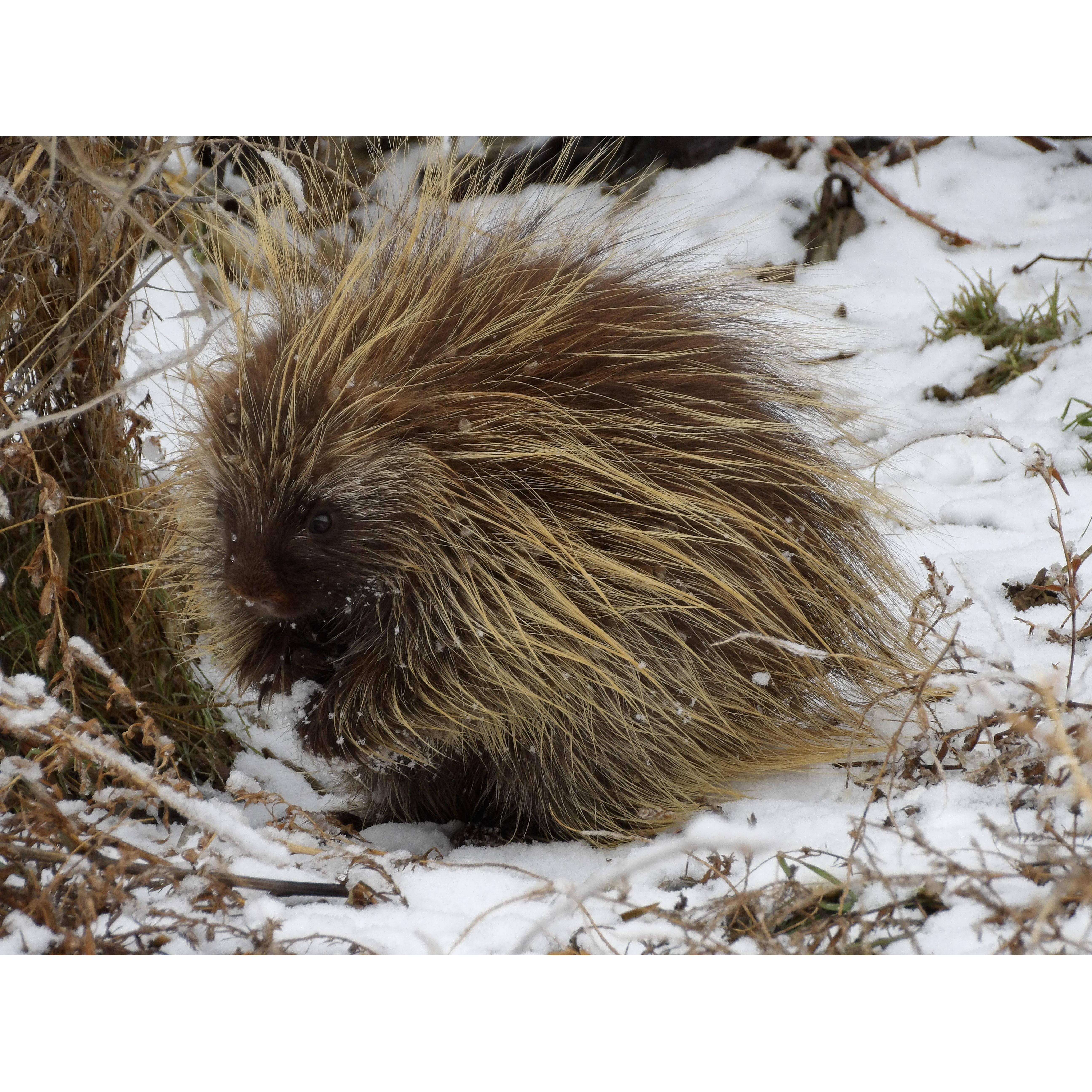 North American Porcupine