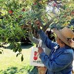 Riley’s Apple Farm