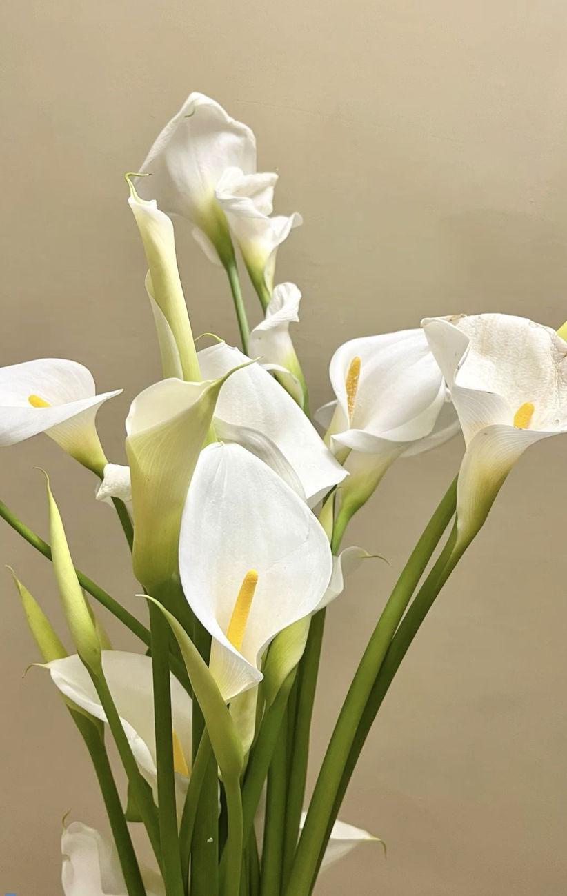 The Wedding Website of Allie Elliott and Timothy Gilli