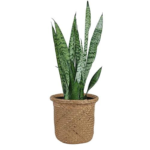 Costa Farms Snake Live Indoor Plant, 2 to 3-Feet Tall, Sansevieria Zeylanica