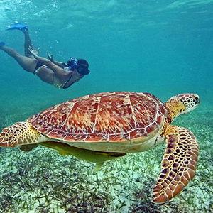 Snorkeling with the Turtles!!