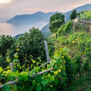 Wine tour and tasting in Cinque Terre