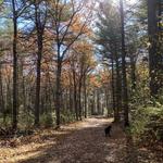 The Bangor City Forest