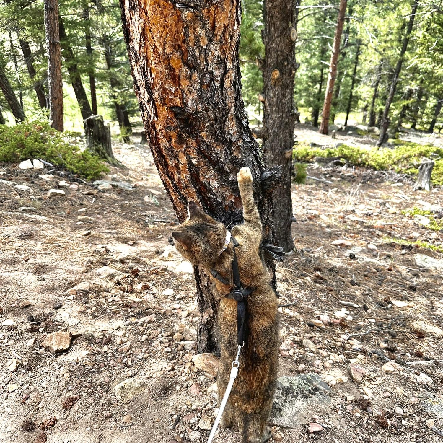 Adventures with Cali in Colorado