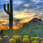 Desert Botanical Garden