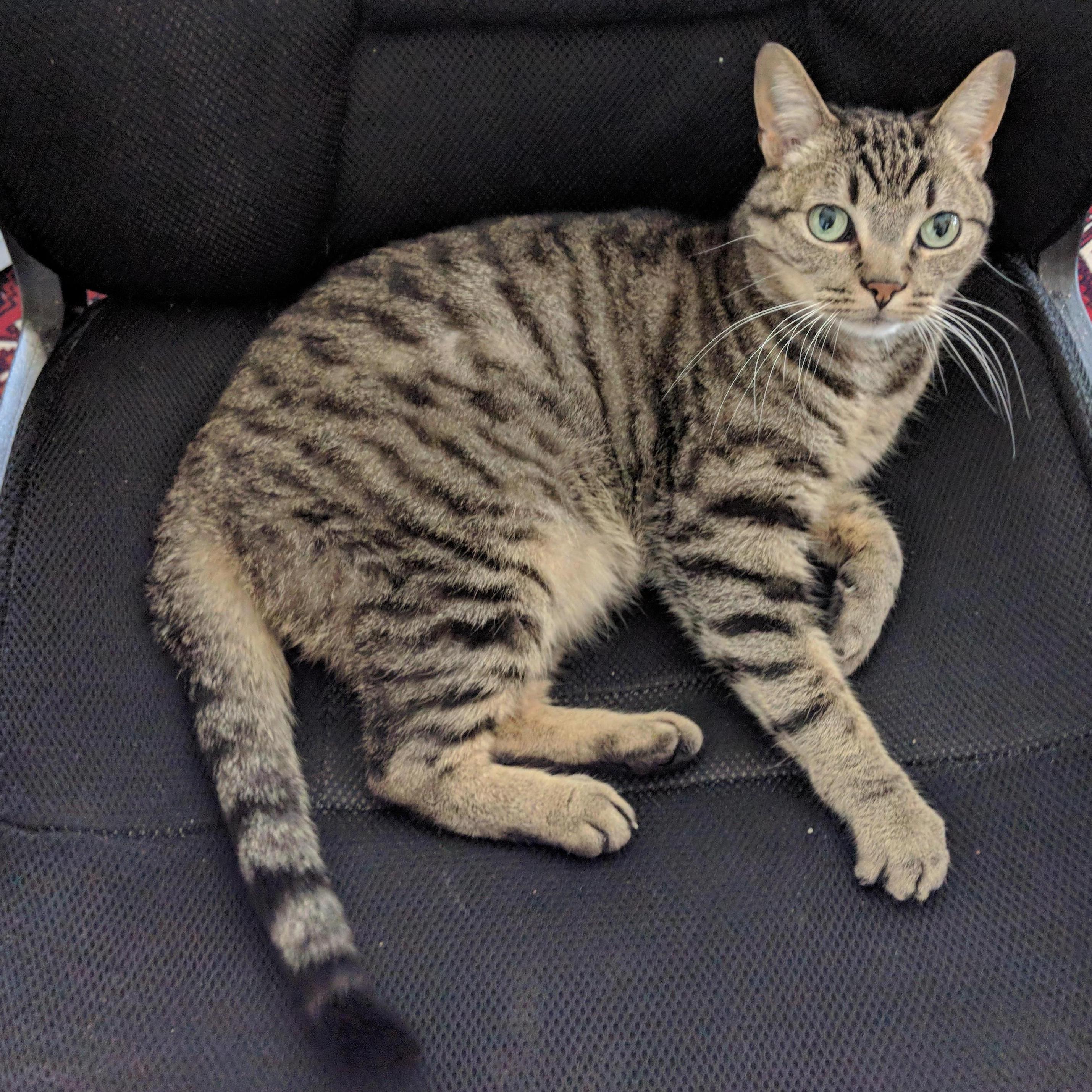 Life wouldn't be complete without our cat