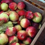 Fulton Street Farmer's Market