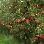 Demarest Farms