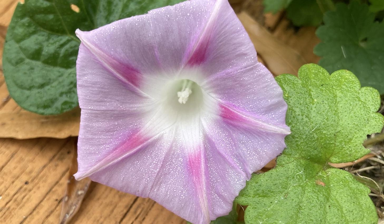 The Wedding Website of Mel Orton and Jessie Walter