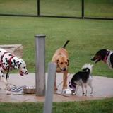 Ithaca Dog Park