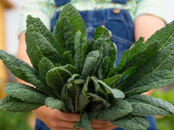 Nero Di Toscana Cabbage (Dinosaur or Lacinato Kale)