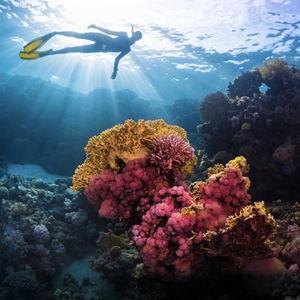 Snorkeling Adventure off Komodo Island
