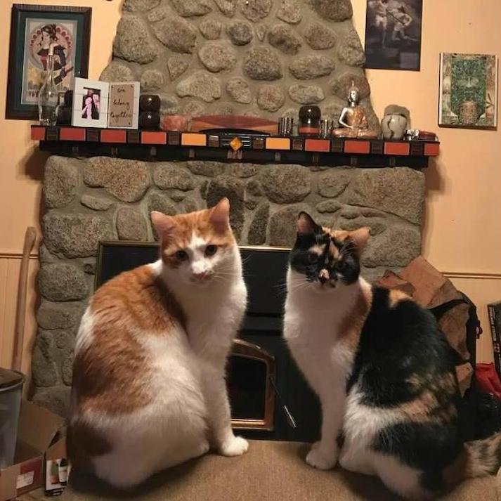 Our wee furry felines.