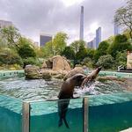 Central Park Zoo