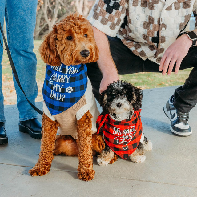 Send the Doodles on Their Own Getaway