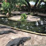 St. Augustine Alligator Farm Zoological Park