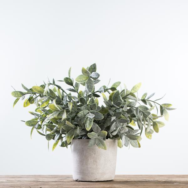 Sage Bush