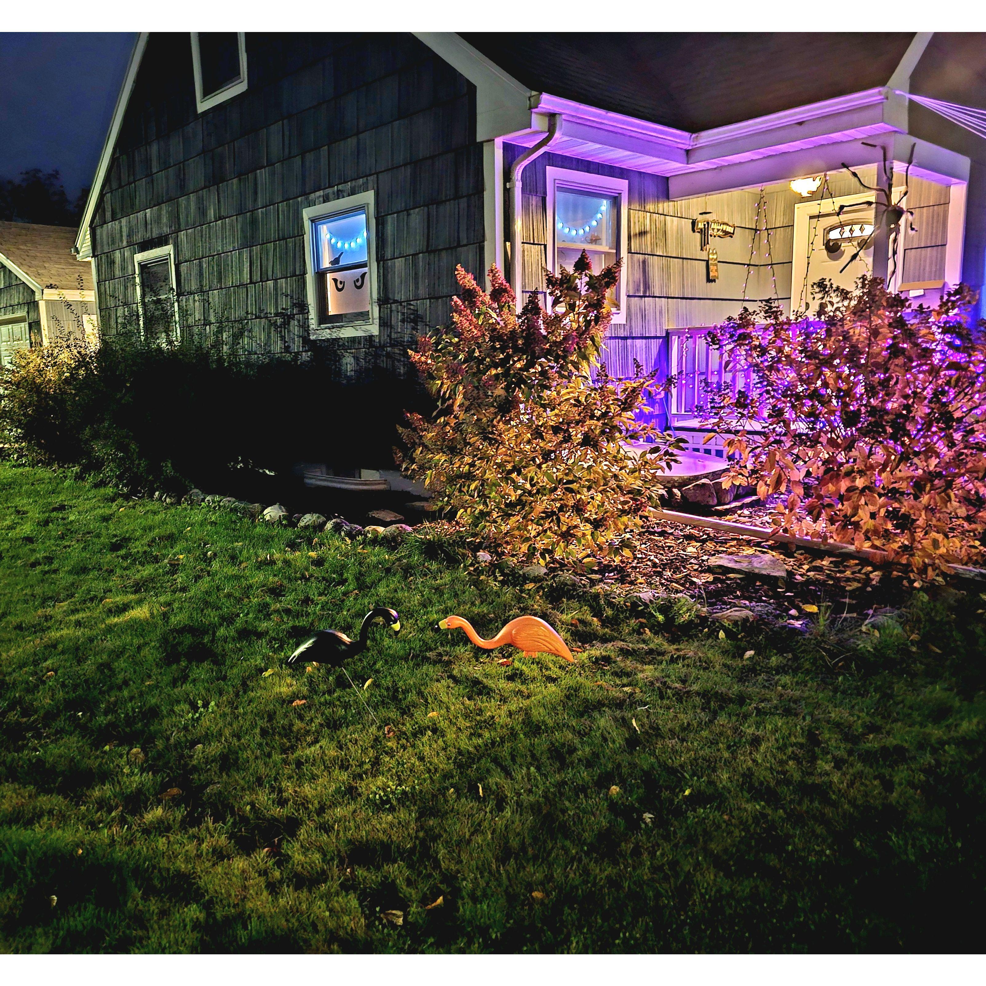 In 2023, flamingos were spotted in Wisconsin! So, of course the couple decorated their lawn with some theme appropriate ones (and they have remained on display to this day!)