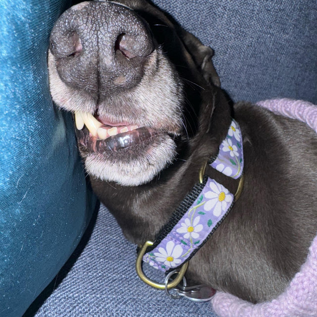 Dog Sitter While On Honeymoon