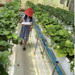 Boifarm Japanese Strawberry
