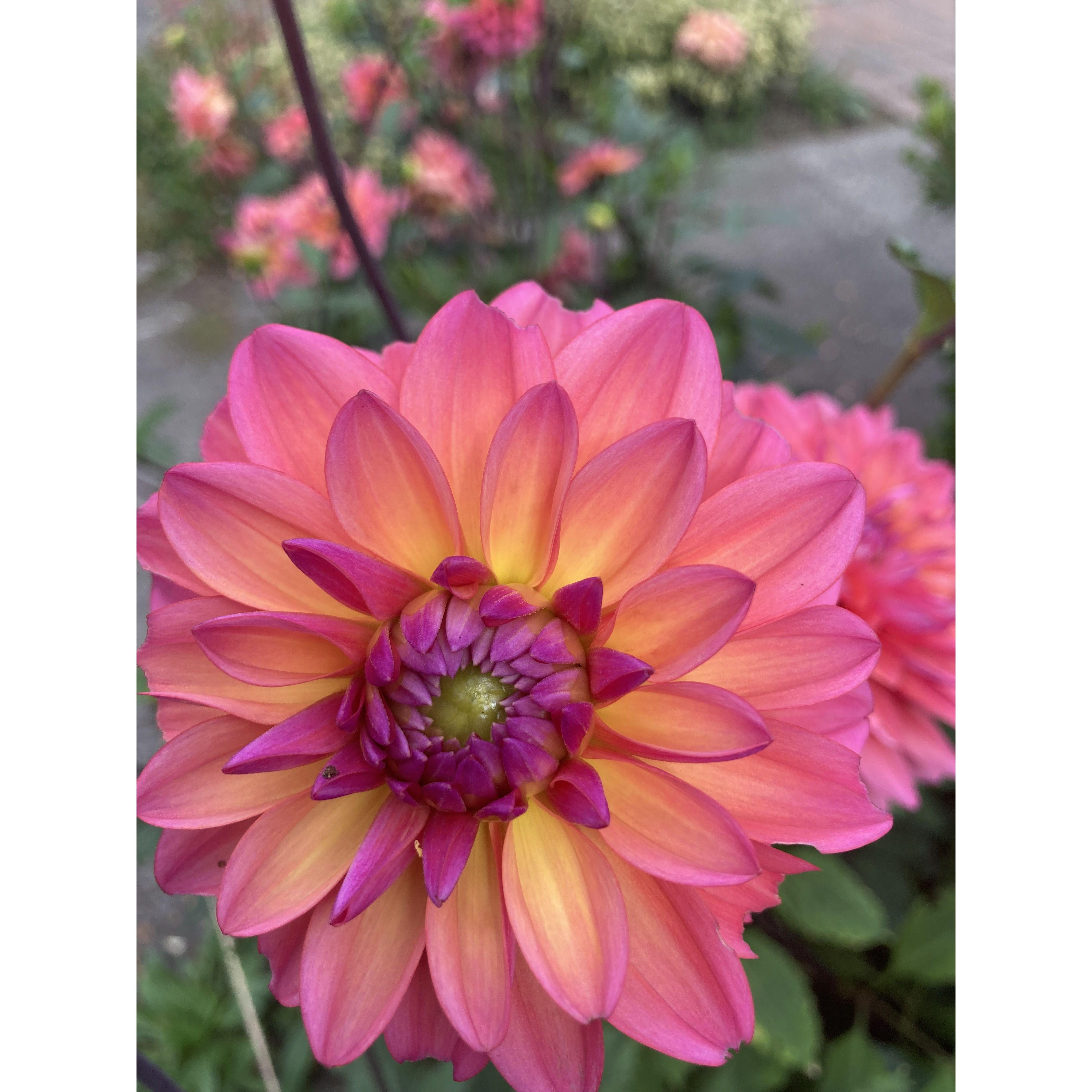 The Dhalia, one of Amber's favorites:) Did you know the White Lotus Venue is a flower farm, and Dhalia's will be in full bloom?!