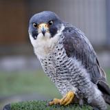 National Bird of Prey Centre