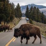 Yellowstone National Park