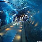 Shedd Aquarium