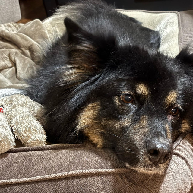 Pet sitter fund