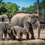Houston Zoo