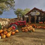 Pick Pumpkins at Mortimer Farms