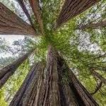 Redwood National and State Parks