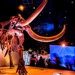 Houston Museum District